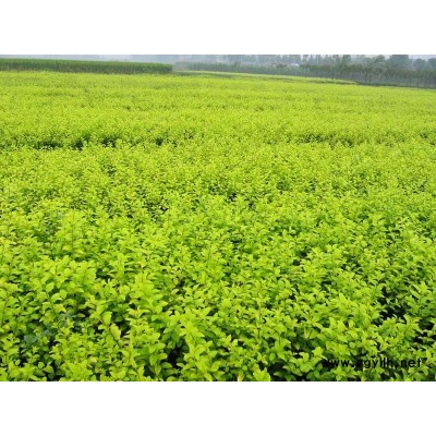 北京檜、側(cè)柏、龍柏、雪松