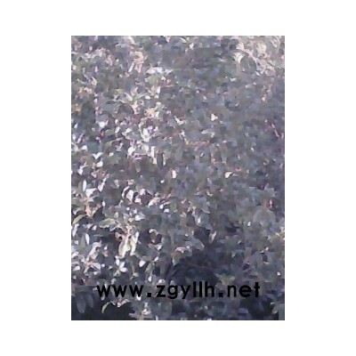 桂花，櫸樹，香樟，樸樹，大石楠等喬木