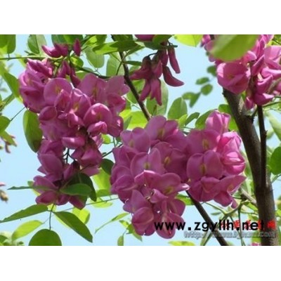 香花槐銀杏金絲垂柳