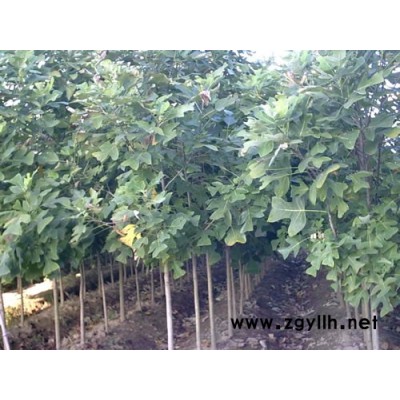 銀杏、女貞、重陽木等