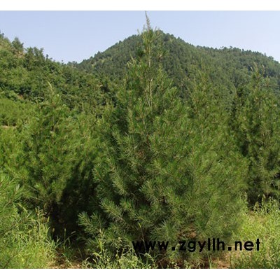 白皮松,華山松