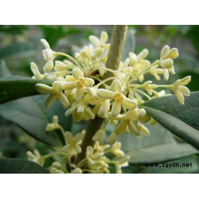 桂花新品日香桂