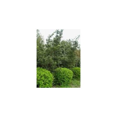 香樟、桂花、杜英、高桿紅花繼木