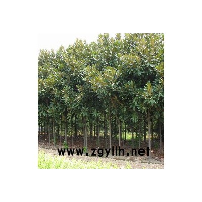 *新價格表—江蘇沭陽苗木基地