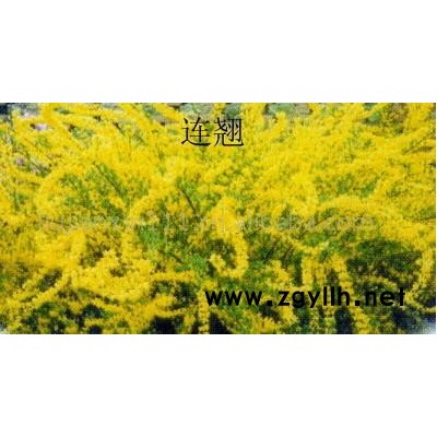 白皮松、苗油松、七葉樹