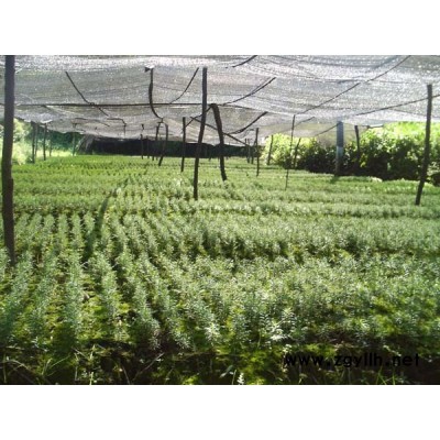 *優惠價供應美國紅楓、紅豆杉及各種綠化果苗