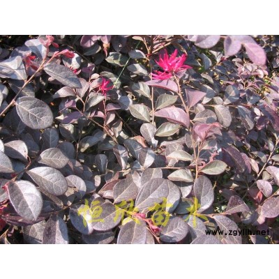 各種規格紅花繼木