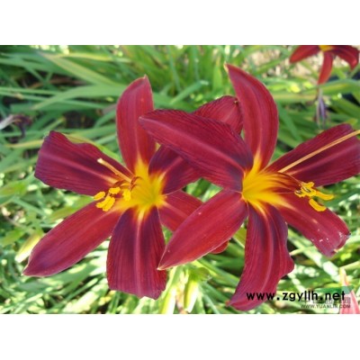 紫葉碧桃，紫葉李，紫葉矮櫻，美人梅，榆葉梅，西府海棠價(jià)格