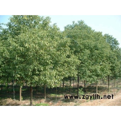 各規格香樟（5-15）