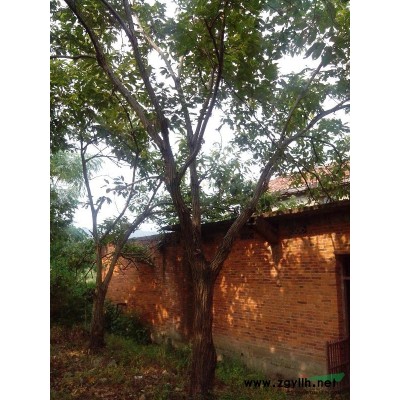 板栗樹、苦楝樹