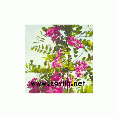 女貞，紫薇，櫻花，榆葉梅，廣玉蘭，月季