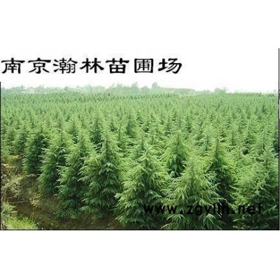 馬褂木、法青、桂花、枸骨球