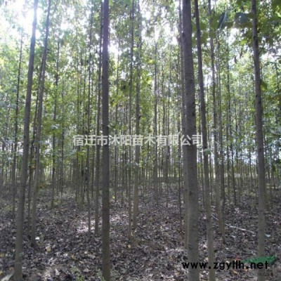 大量供應(yīng)金枝國槐 金枝國槐基地