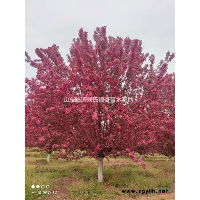 國槐12/15/14/16/18/20/25/30基地量大歡迎咨詢15公分450元上車