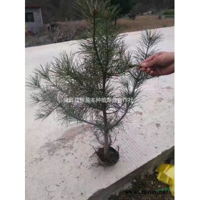 18公分裸根國槐·18公分國槐全冠價格·占地20公分國槐