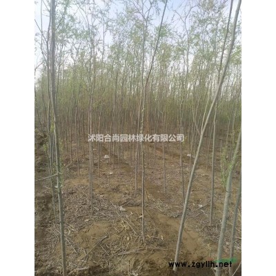 批發龍爪槐，龍爪槐基地，垂槐，垂槐產地，嫁接國槐樹