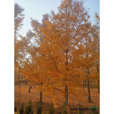 出售各種規格銀杏樹 紅楓 合歡 白蠟 國槐 法桐 海棠