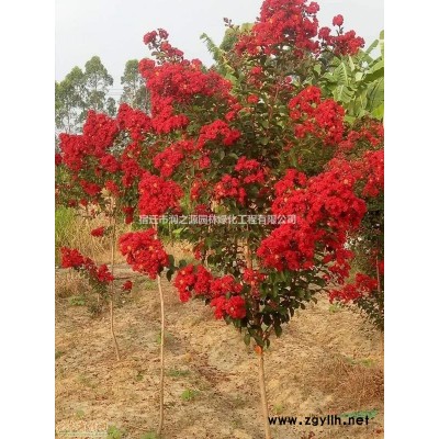 黃金槐 ，金枝國槐花、黃金槐、木瓜，木瓜海棠苗木