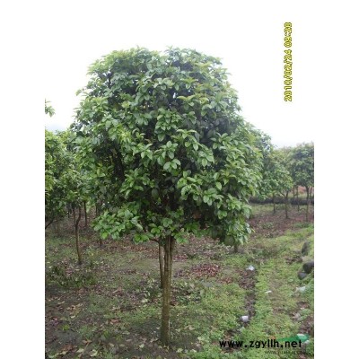 金枝國槐*新價格/金枝國槐報價