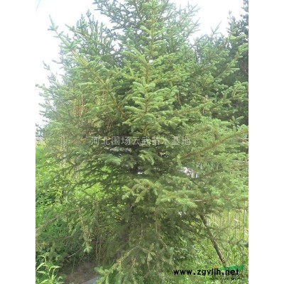 國槐單株河北有售