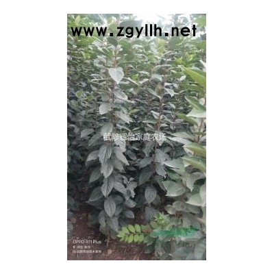 1-10公分精品老國槐和速生國槐