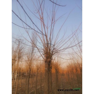 國槐   種植基地