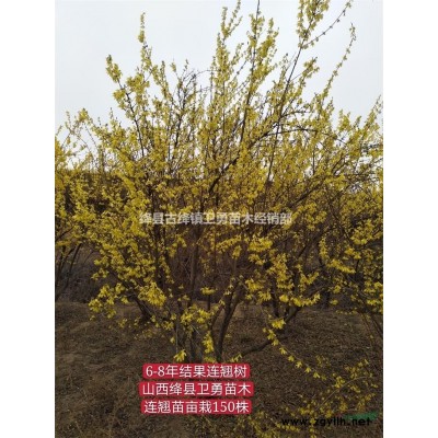 白皮松小苗價格++營養杯白皮松產地++30公分-1米占地白皮松各種規格