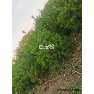 白皮松出售。河南鄢陵