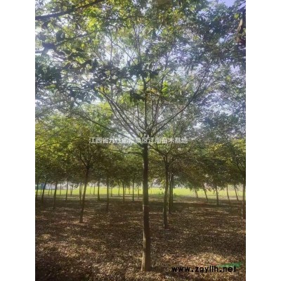 欒樹/黃山欒樹/江西產地/九江產地/落葉喬木
