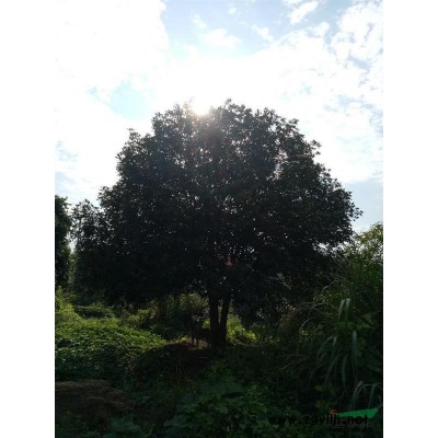 大量供應湖北桂花樹，香樟，欒樹，樸樹