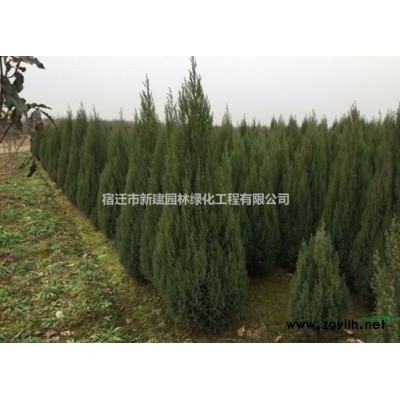 白皮松樹苗 白皮松小苗 白皮松苗圃 白皮松基地直銷園林綠化