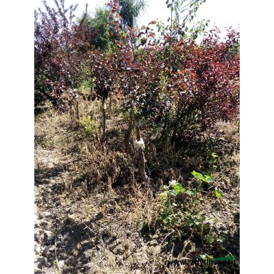 大量出售10-30公分國槐