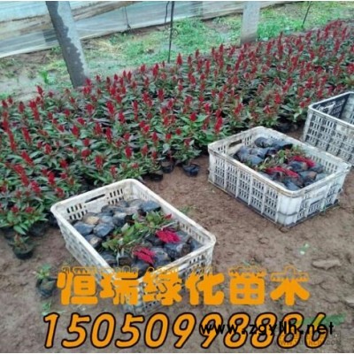 江蘇白皮松小苗介紹/特征/用途