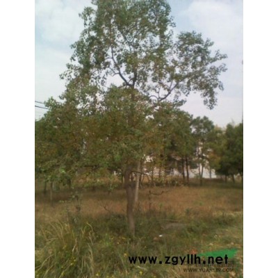 樸樹.國槐.黃連木