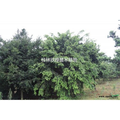 桂林地區供應規格*國槐