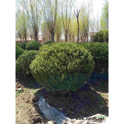 假植苗木 白蠟  國槐  海棠 五角楓 蒙古櫟 花灌木