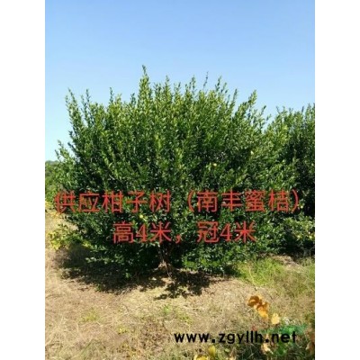 國槐:30公分