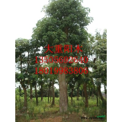 國槐供應/國槐圖片