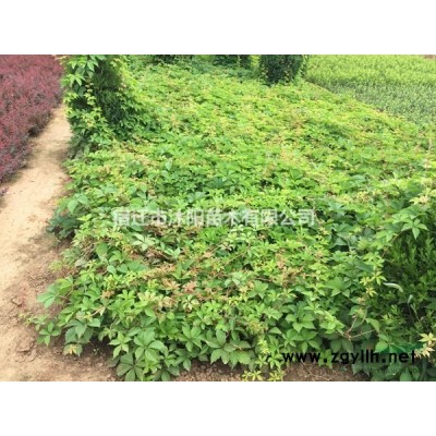 大量供應(yīng)白皮松 白皮松基地