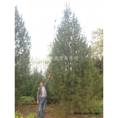 北欒樹價格，8公分，10公分北欒樹分別價格