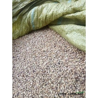 今年國槐種子*新價格