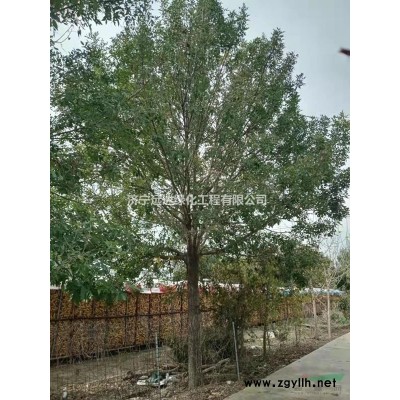 12公分欒樹(shù)