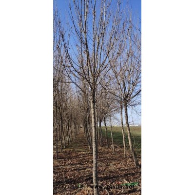 8-14公分的精品國槐