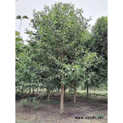 欒樹！黑土田苗，分枝統(tǒng)一，樹型漂亮，*度耐寒，存活率*高！