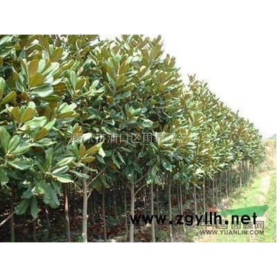 江蘇小苗基地出售國槐小苗，高度1米國槐小苗價格報價。