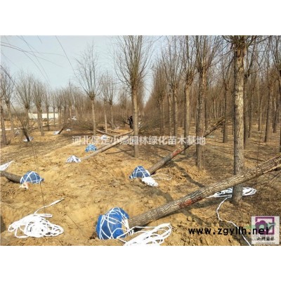 河北金葉國槐/苗木報(bào)價(jià)