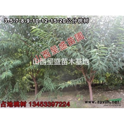 山西哪里的營養杯白皮松小苗多還便宜