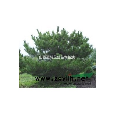 山西1米-1.5-2米白皮松 遠(yuǎn)嫁北京 扎根*都