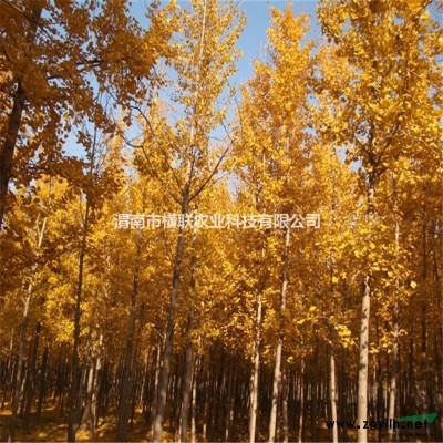 白皮松 量大 規格* 成活率高 物美價廉 渭南市橫聯農業科