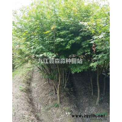 速生國槐 國槐樹苗 綠化種植國槐 綠意盎然 高大挺拔